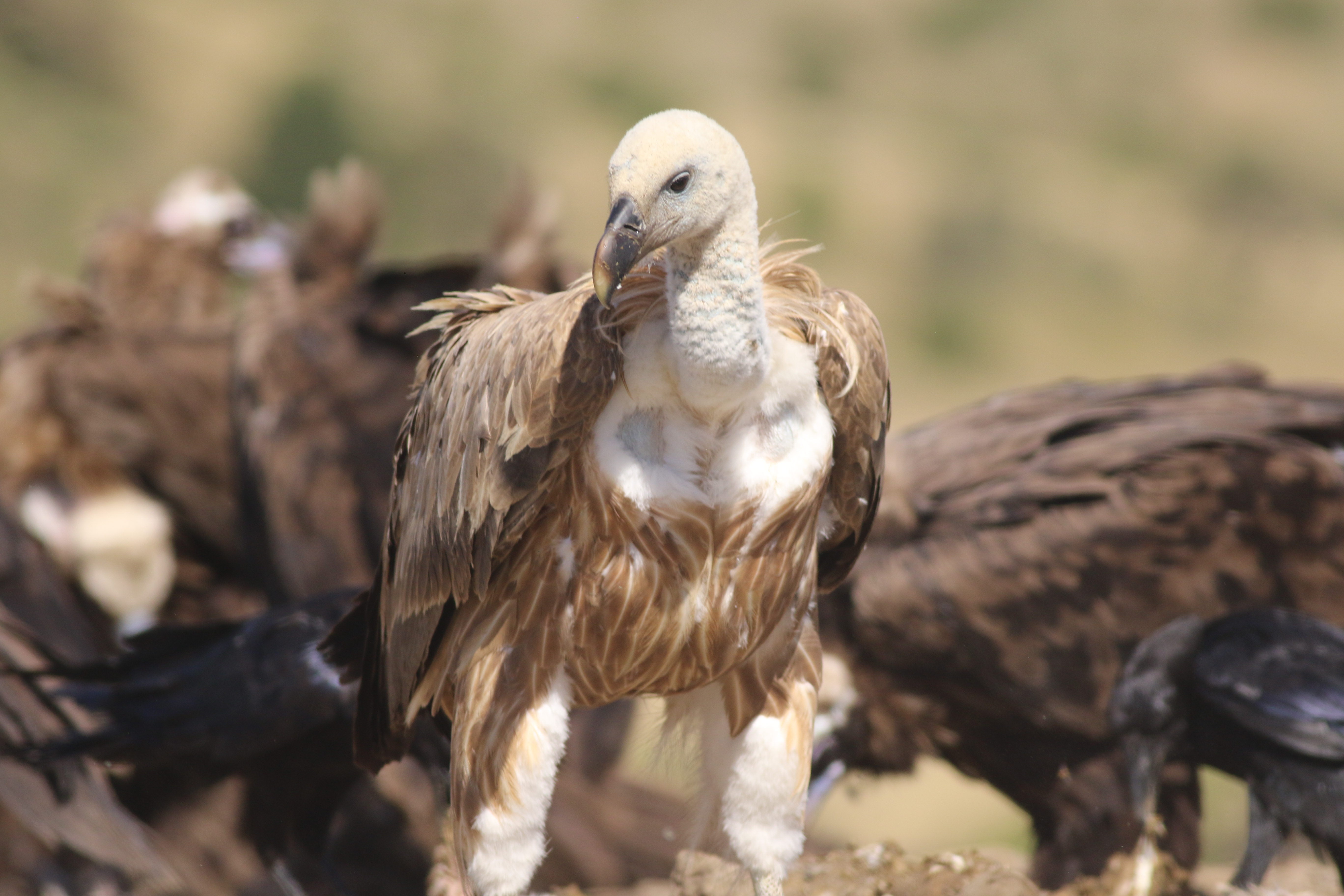 Eurasian Griffon